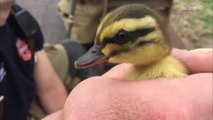Firefighters Rescue Baby Ducklings Trapped in Storm Drain