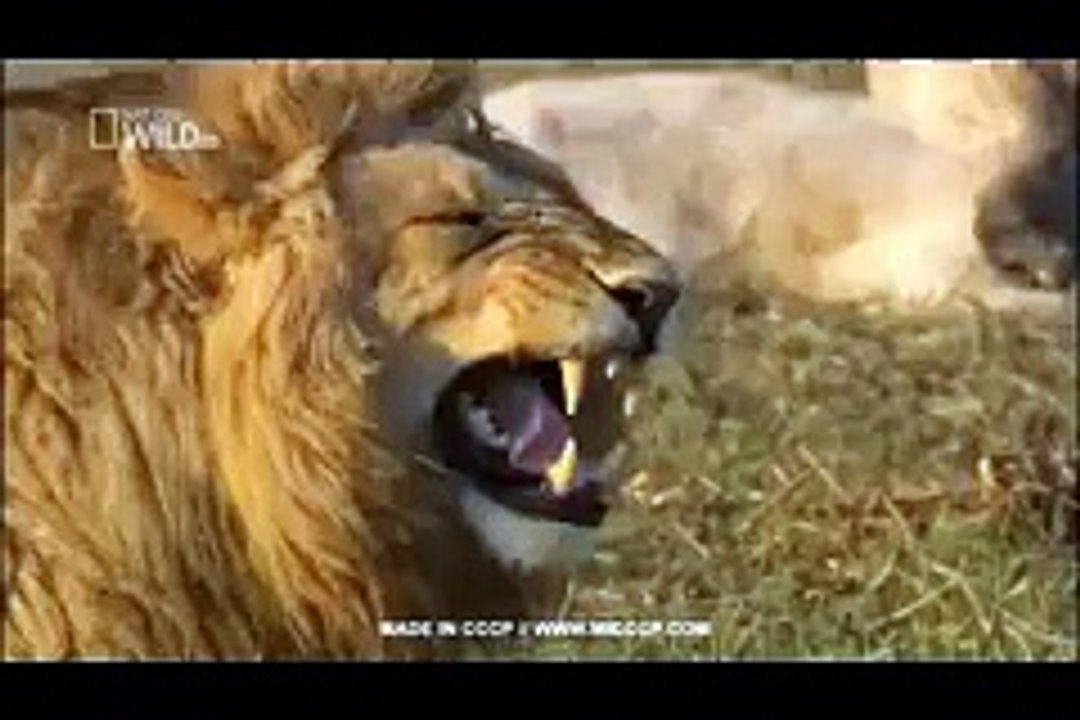 lion is laughing
