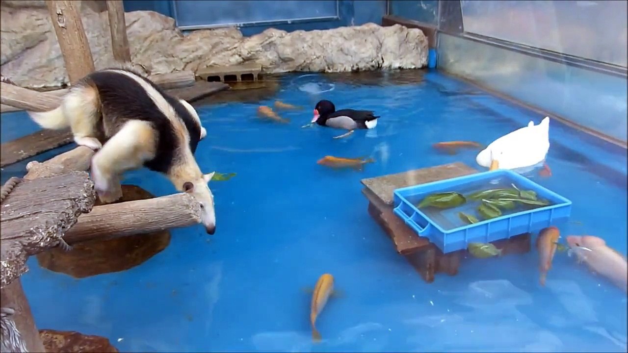 Japon : un fourmilier tente de manger sans se mouiller