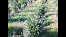 About Helping  The Birds and the Bees at a Tree Farm