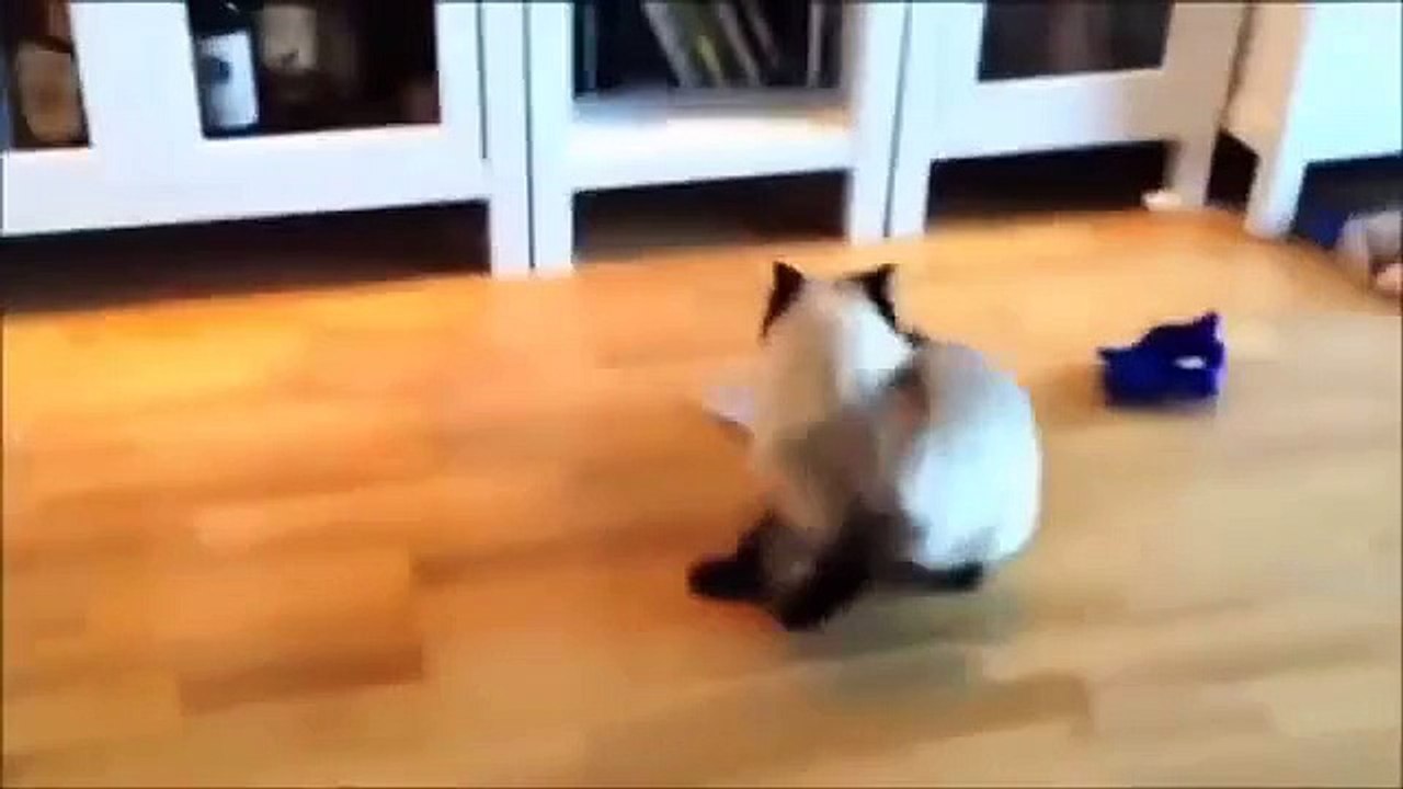 gatitos gracioso