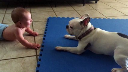 Rupert the French Bulldog spins and baby laughs