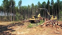 Tigercat Harvesters Committed to Forestry.