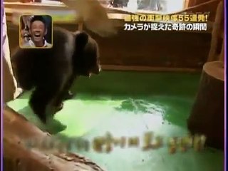 Funny Cute Baby Bear Meeting Other Baby Animals