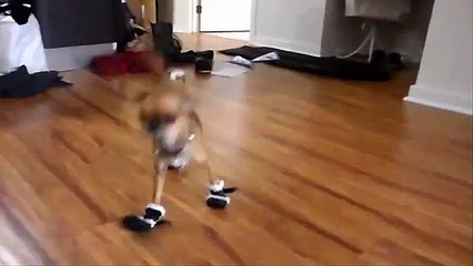 Dogs Wearing Boots for first time