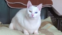 宝石のように美しいオッドアイ♪ 白猫ユキ Cute odd eye cat (two colored eyes)