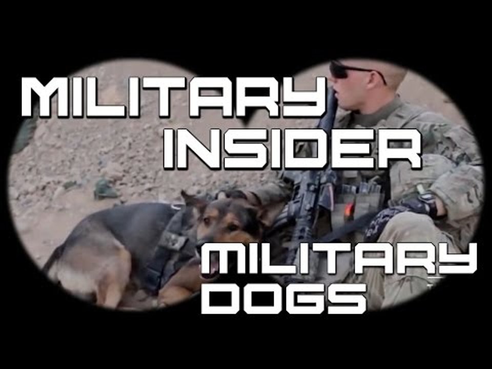 The 9 Biggest Myths About Military Working Dogs | Military Insider