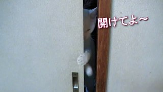 「戸を開けてよ～！」 怒る白猫ユキちゃんです♪