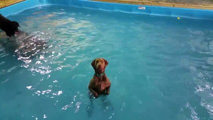 Elle laisse ses chiens seuls dans la piscine. Ne perdez pas le labrador des yeux...