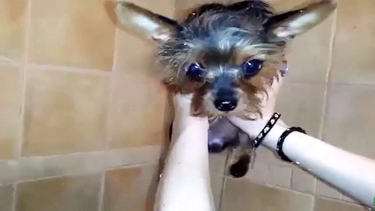 Funny Puppy Swims in the Shower