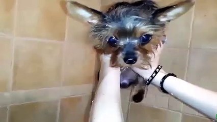 Funny Puppy Swims in the Shower