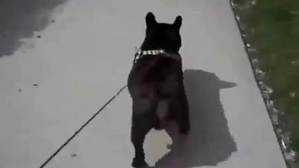 French Bulldog Afraid of Own Farts