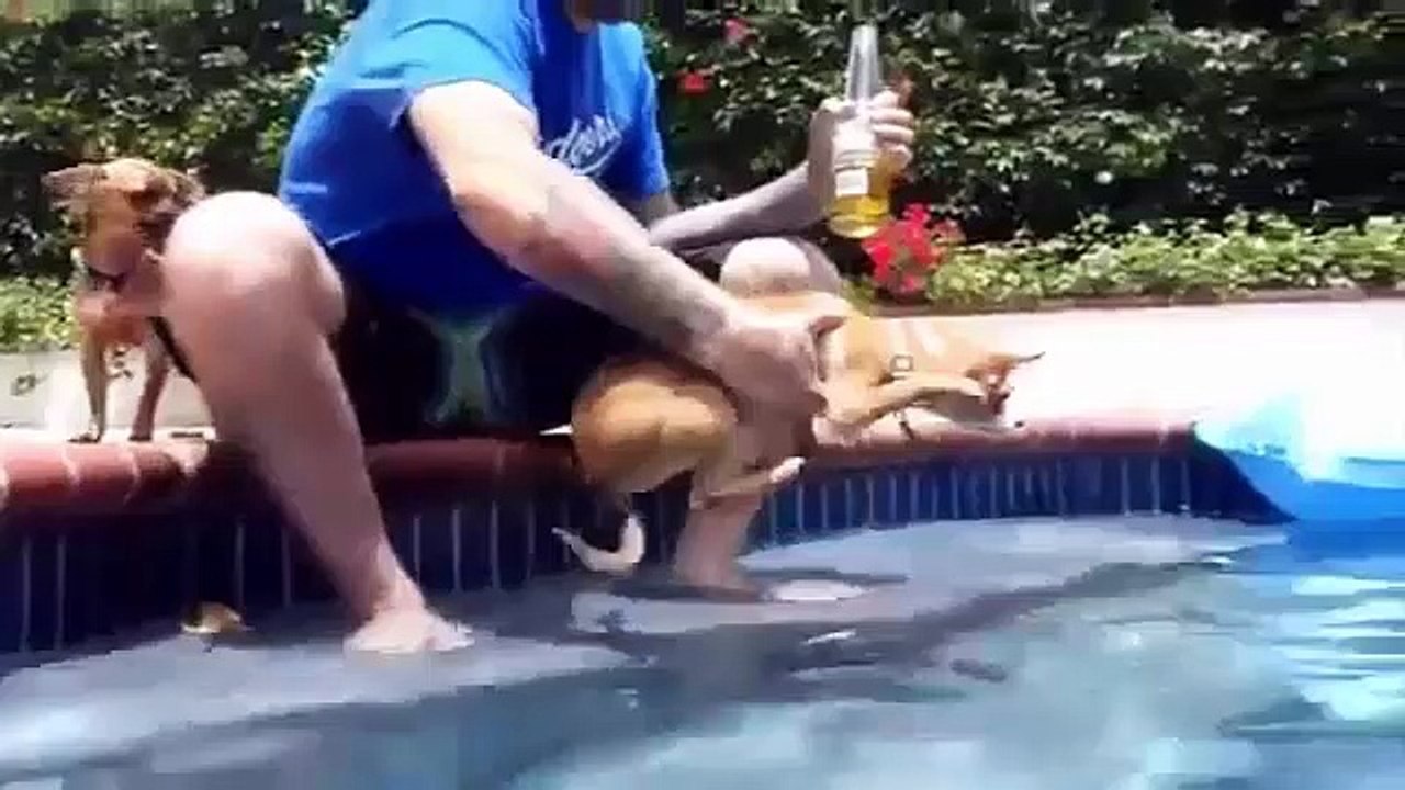 Funny Dogs Swimming in the Air Compilation
