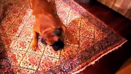 Funny Dogs vs Lemon and Lime Compilation