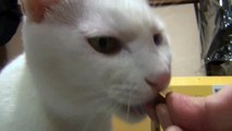 カリカリを食べる姿が可愛い♪ 白猫ユキ White cat Yuki has a cute figure to eat