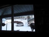 Curious Moose Peeks Into House Near Bragg Creek, Alberta