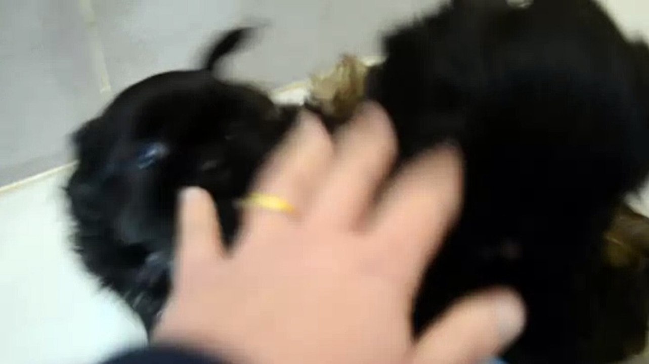 dernière vidéo des bébés de Joconde