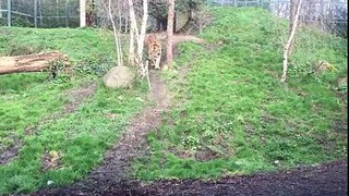 Dublin Zoo Wake up call - Tiger fight