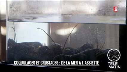 Sciences - Coquillages et crustacés de la mer à l'assiette - 2016/04/26