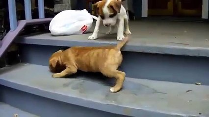 Puppies Using Stairs for First Time