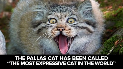 The Incredibly Adorable Pallas Cat