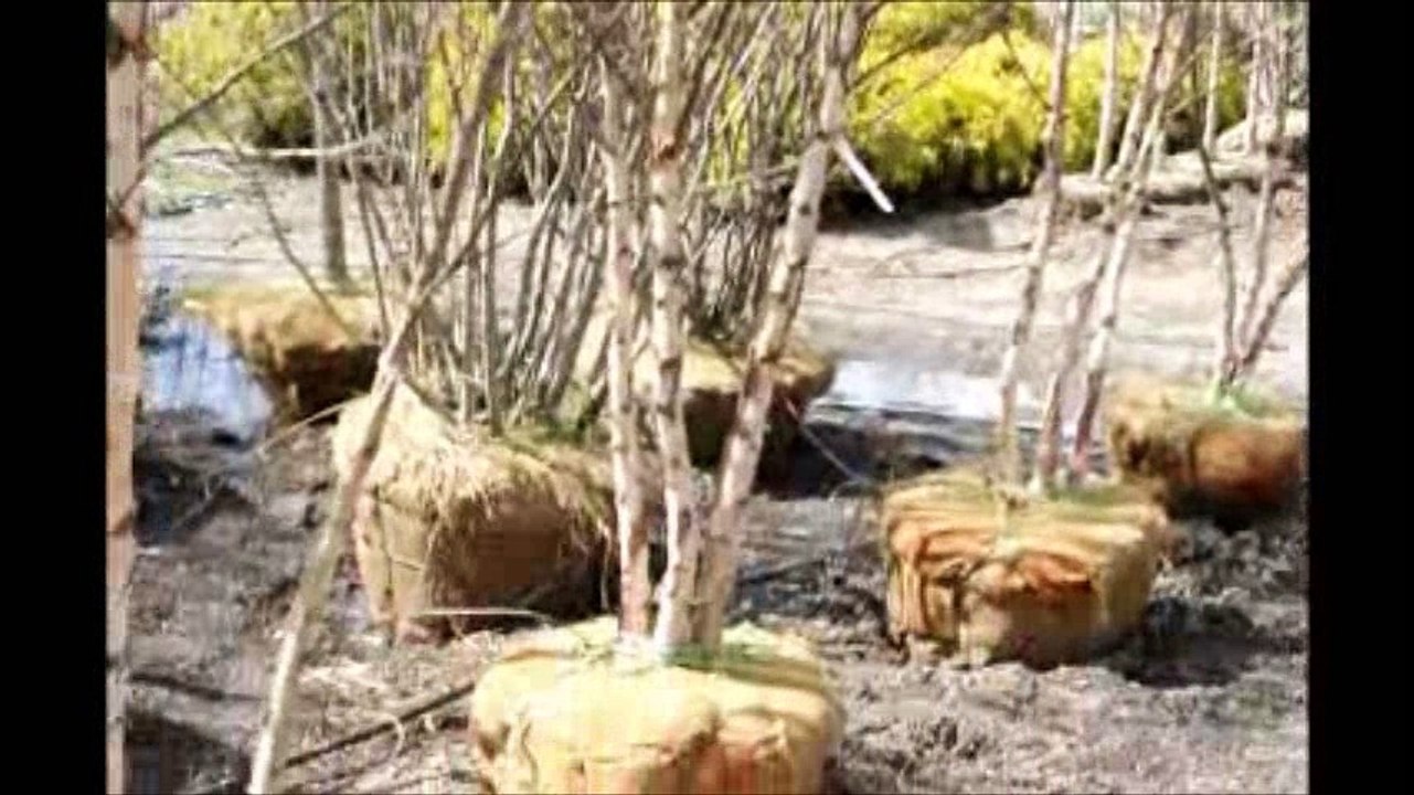 A Wet Soils Tree         The Dura Heat River Birch      a Betula Nigra Cultivar