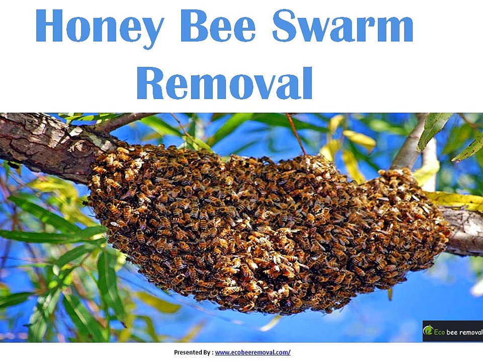 Honey Bee Swarm Removal