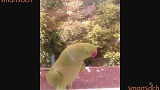 bird parrot fighting with camera or catch camera flash light