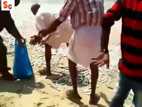 Fish catch boat srimkimg in ocean and sharke catch by local fishermen..make BY Sc