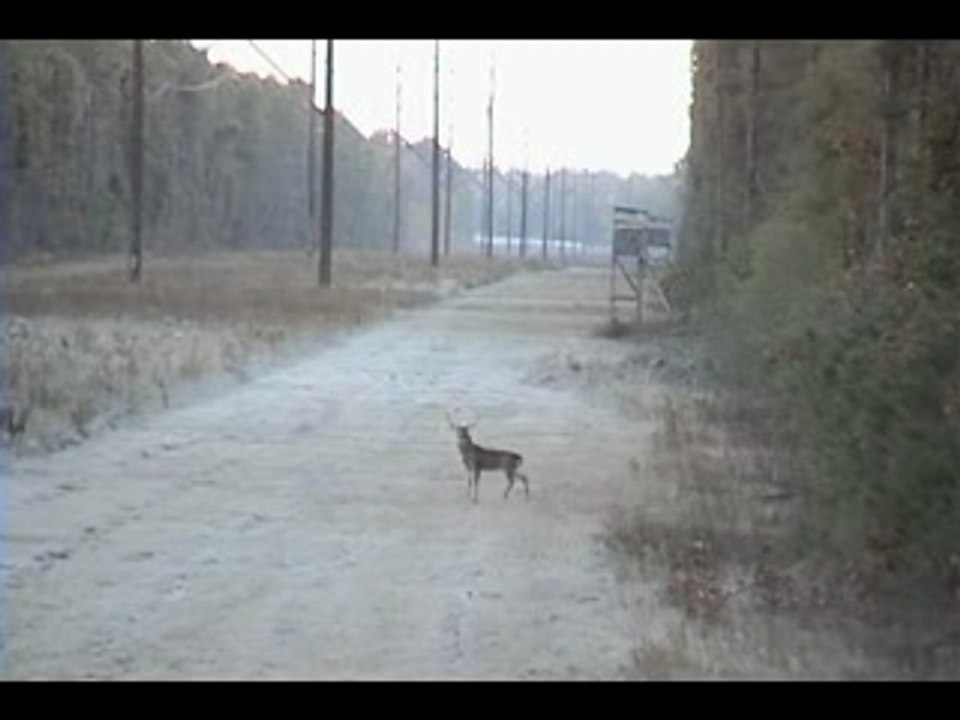 Chasseur-cerf