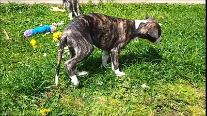 Whippet de la tour enchantée Chiot 55 jours