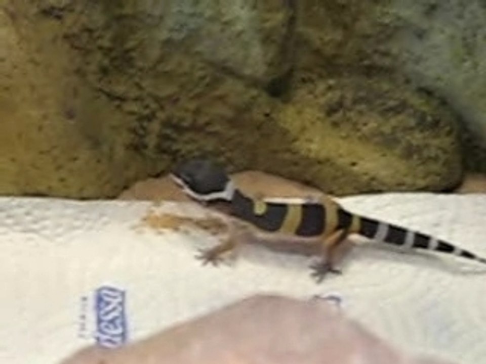 Leopardgecko 1