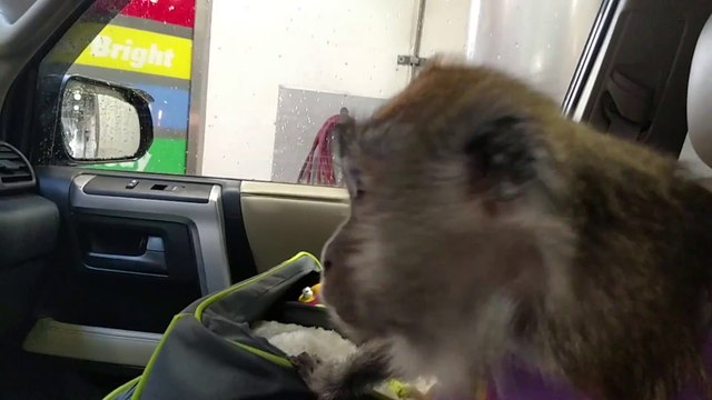 Ce singe pète un câble assis dans une voiture en car Wash