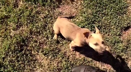 Ce cycliste trouve un chien abandonné, la suite est émouvante...