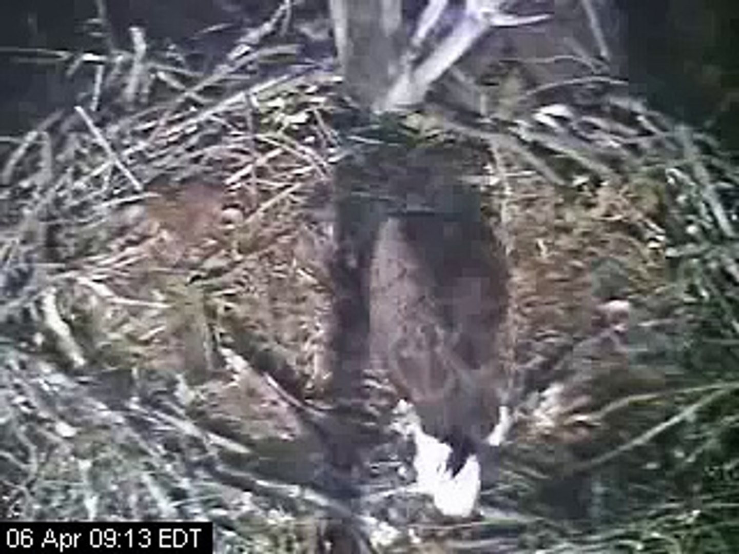 Barton Cove Bald Eagle Cam First Chick Hatching