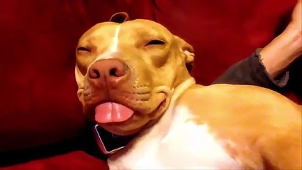Dogs Smiling Compilation