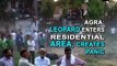 Agra Leopard enters residential area, creates panic