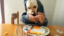 Il cane che mangia a tavola