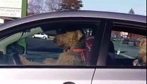 Lascia i cani in auto ma quello che fanno è davvero esilarante.