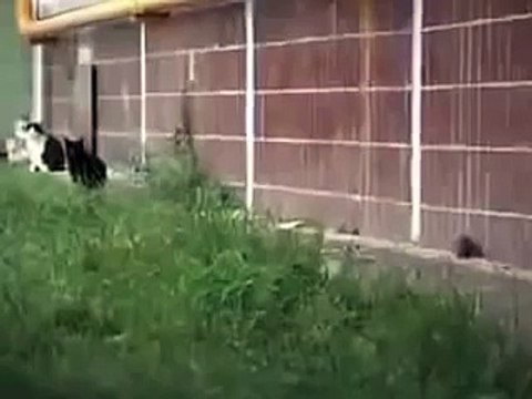 Бесстрашная мышь испугала пять котов