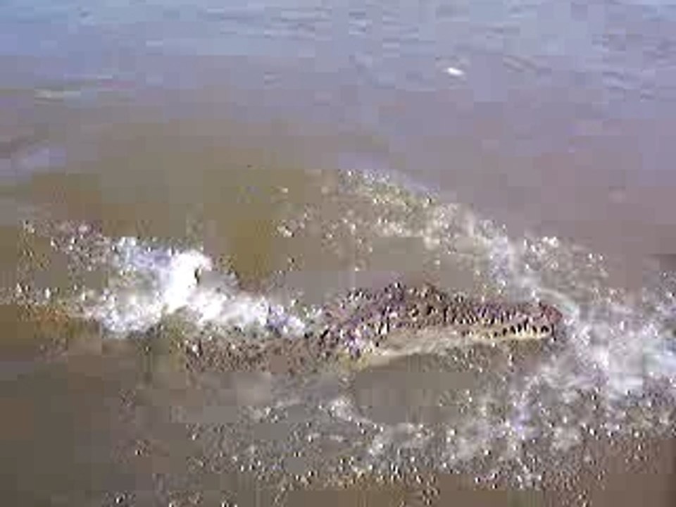 Crocodiles australien