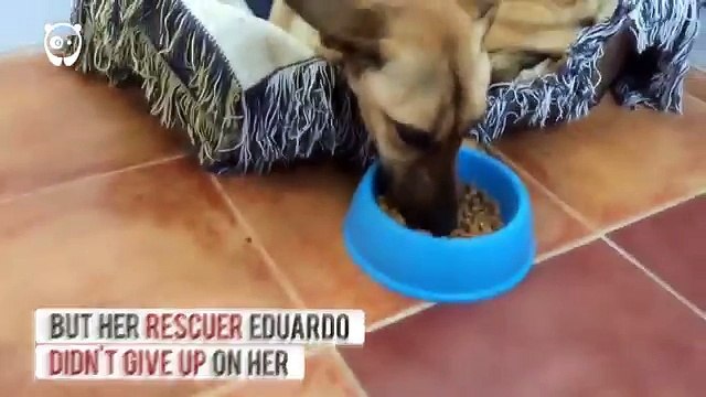 Trova un cane randagio e si accorge che se non lo avesse aiutato sarebbe sicuramente morto.