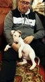 How to sleep a miniature bull terrier puppy with song
