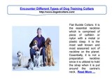 Encounter Different Types of Dog Training Collars