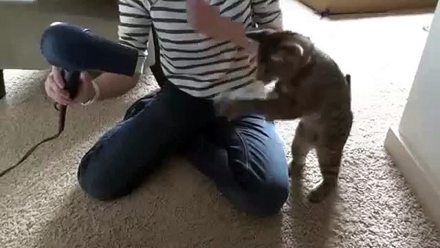 Во как мы умеем! Кот боксирует