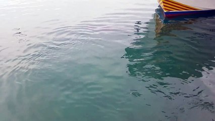 Un thon gobe une mouette