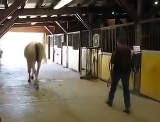 Ce cheval a une marche arrière... Ahahah