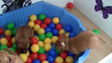63ème vidéo Les petits chiots staffie de STAFFORDLAND