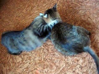 Интересно смотреть как играют кошки