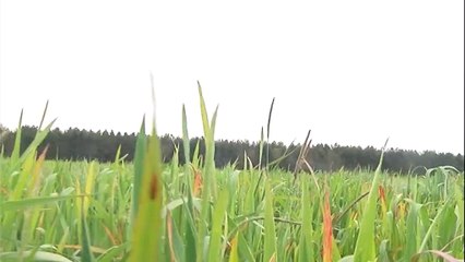 Lochois: des pâtes made in Touraine